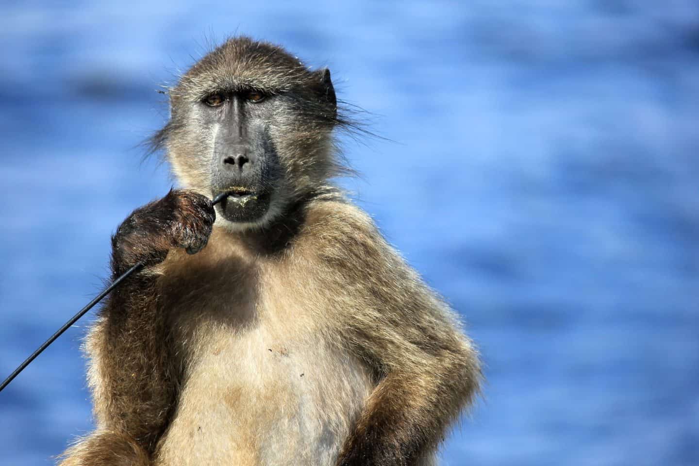 Scientists collar marauding baboons